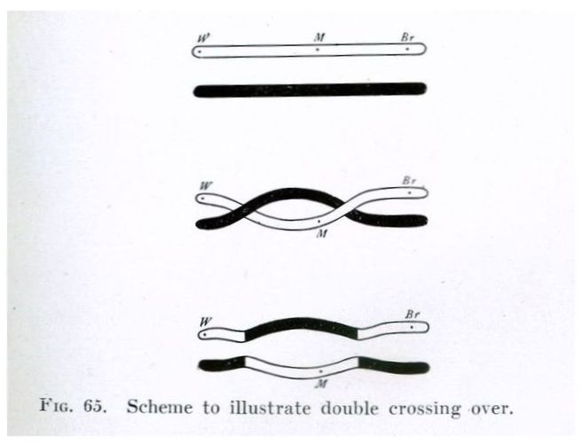 Thomas Hunt Morgan’s A Critique of the Theory of Evolution (1916)